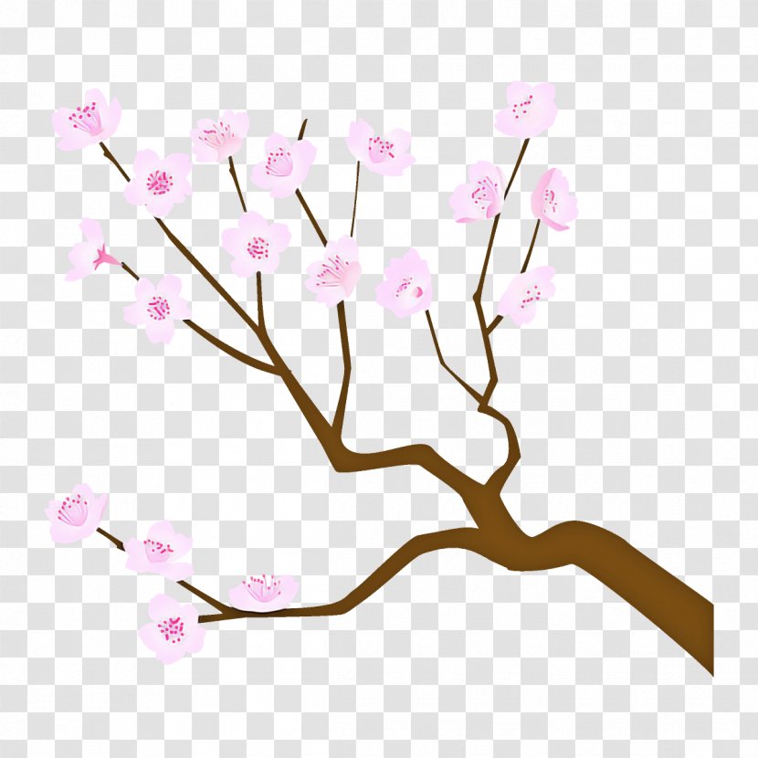 Cherry Blossom - Twig - Spring Tree Transparent PNG