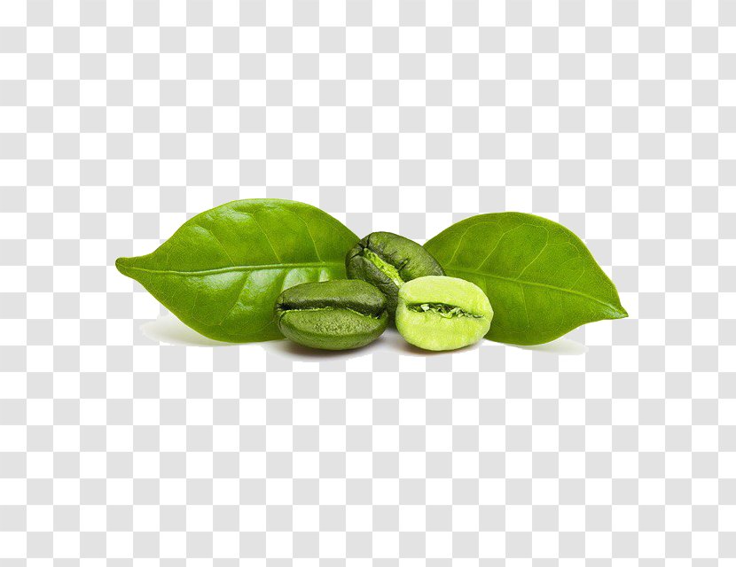 Green Coffee Extract Bean Espresso Transparent PNG