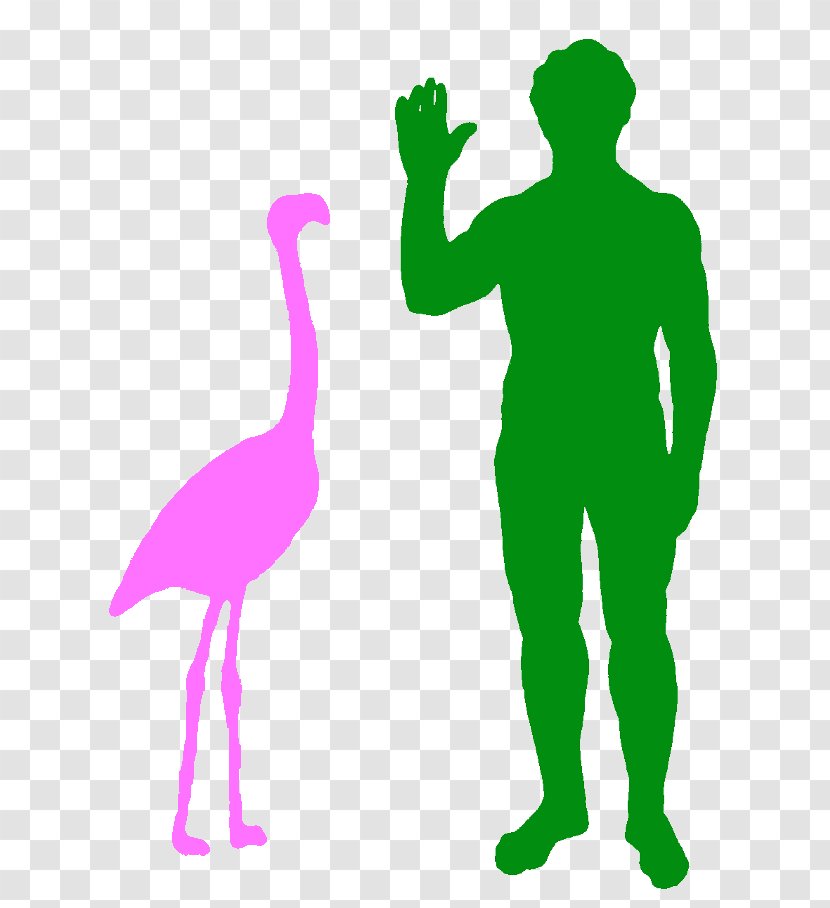 Cat Thescelosaurus Eoraptor Lunensis Heterodontosaurus Velociraptor - Ducks Geese And Swans - Flamingos Transparent PNG