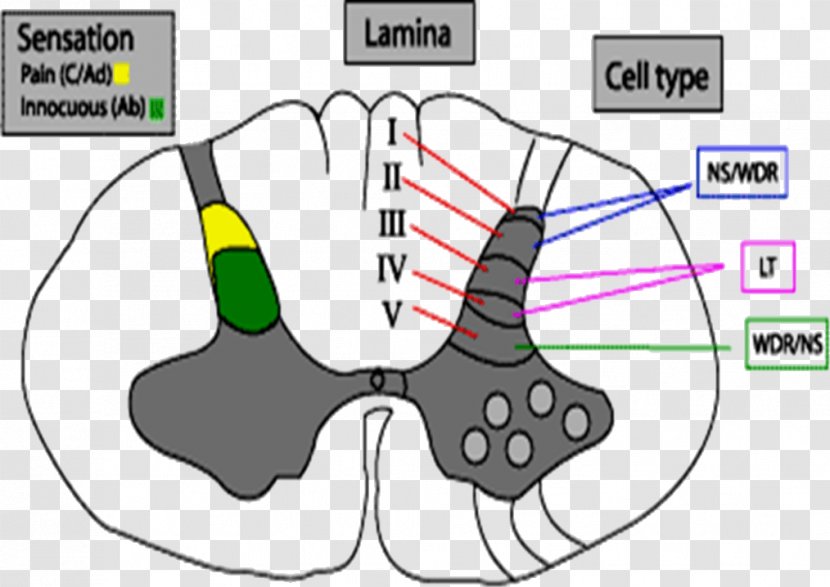 Spinal Cord Reflex Arc Brain Anatomy - Heart Transparent PNG