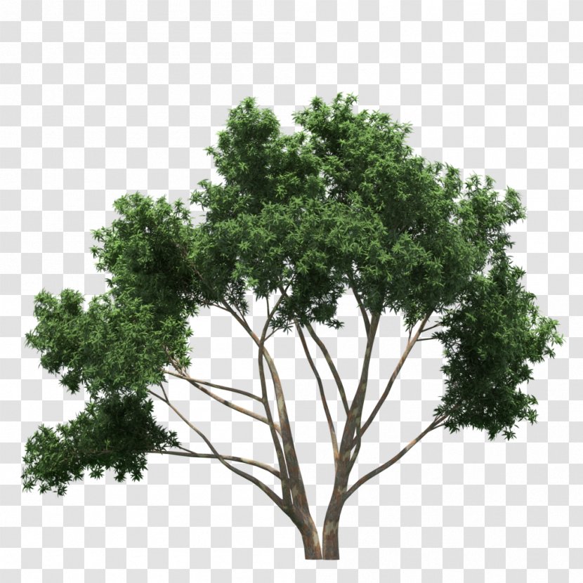 Branch Tree Shrub - Green Transparent PNG