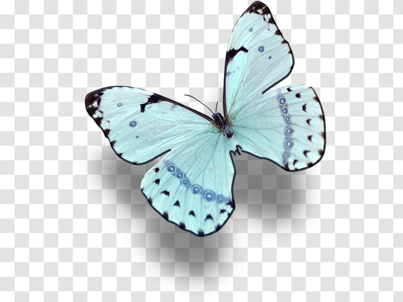 Drawing Illustration - Lycaenid - Butterfly Transparent PNG