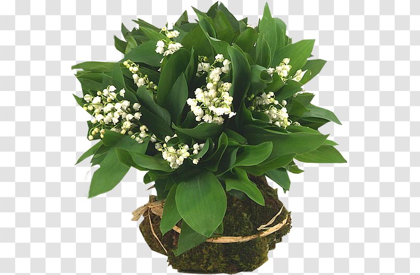 Lily Of The Valley Flower Clip Art - Houseplant Transparent PNG