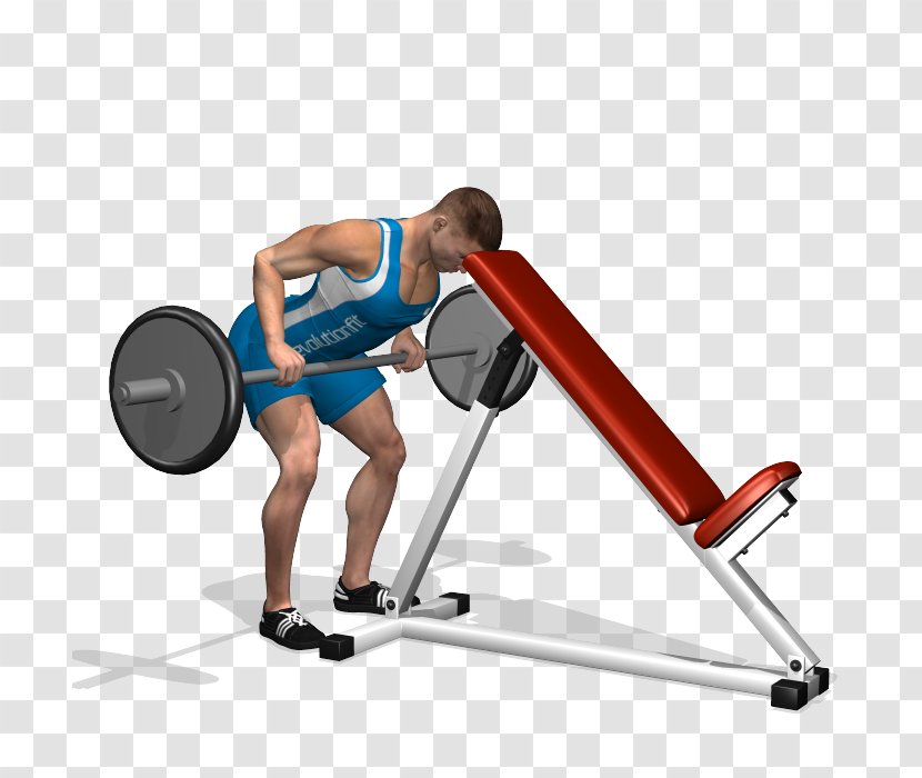 Weight Training Barbell Latissimus Dorsi Muscle Human Back - Hip - Super Strong Arm Muscles Transparent PNG