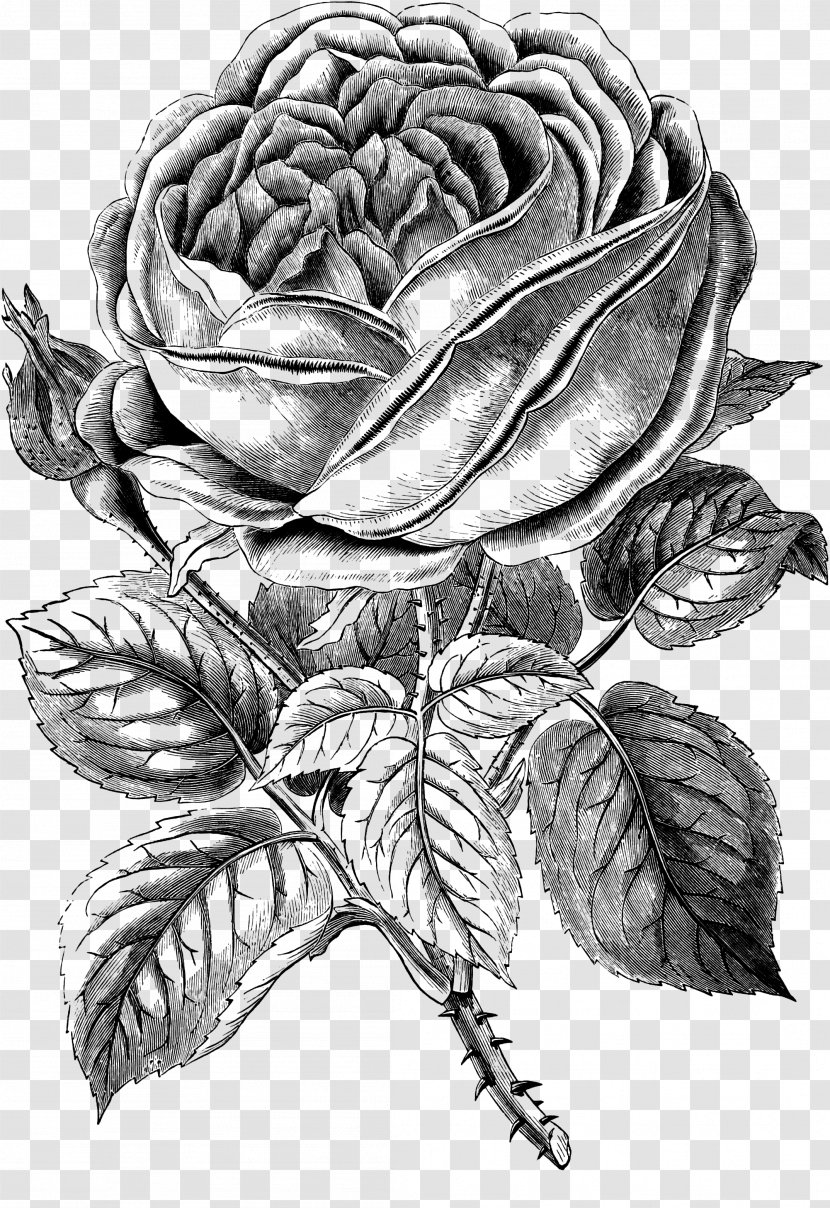 Black And White Rose Clip Art - Flower - Old Clipart Transparent PNG