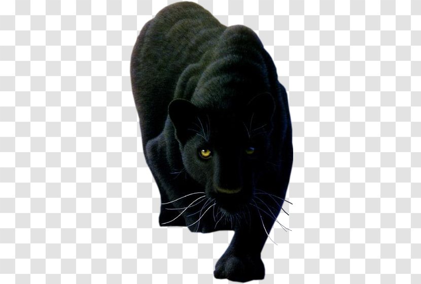 Cougar Leopard Lion Tiger Panther - Wakanda Transparent PNG