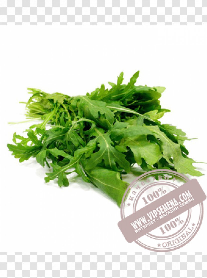 Arugula Salad Coriander Vegetable Herb - Fruit - салат Transparent PNG