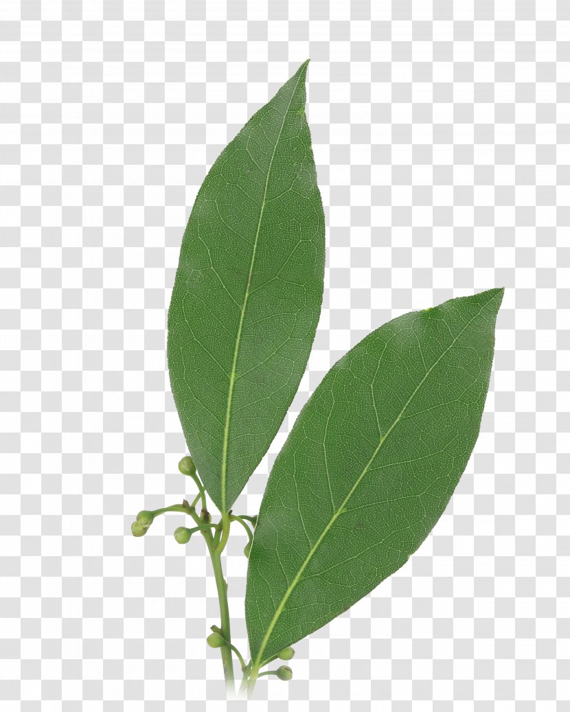 Bay Leaf Herb Laurel Food - Garlic Transparent PNG