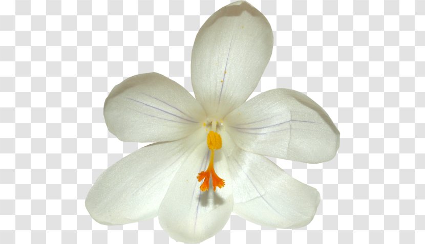 Autumn Crocus Petal Saffron Flavus - Flowering Plant - Flower Transparent PNG