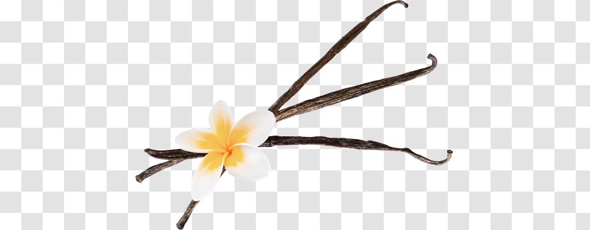 Vanilla Stock Photography Alamy Chocolate Flavor - Flower Transparent PNG