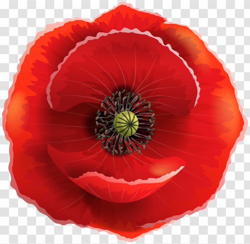 Common Poppy Remembrance Clip Art - Flower Transparent PNG