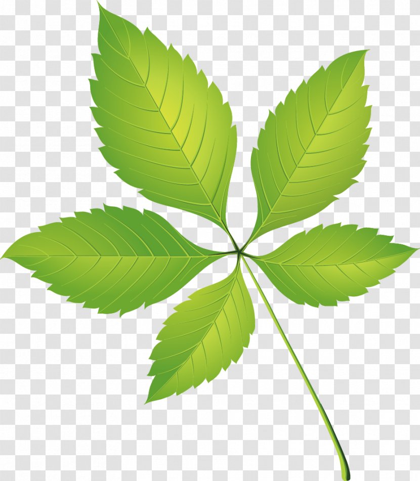 Leaf Clip Art - Plant Stem - Beautiful Five Leaves Grass Transparent PNG
