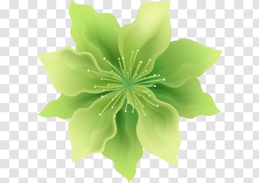 Green Leaf Background - Wildflower - Columbine Transparent PNG