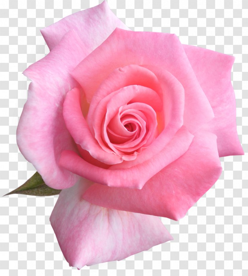 Garden Roses Flower Clip Art - Peach Transparent PNG