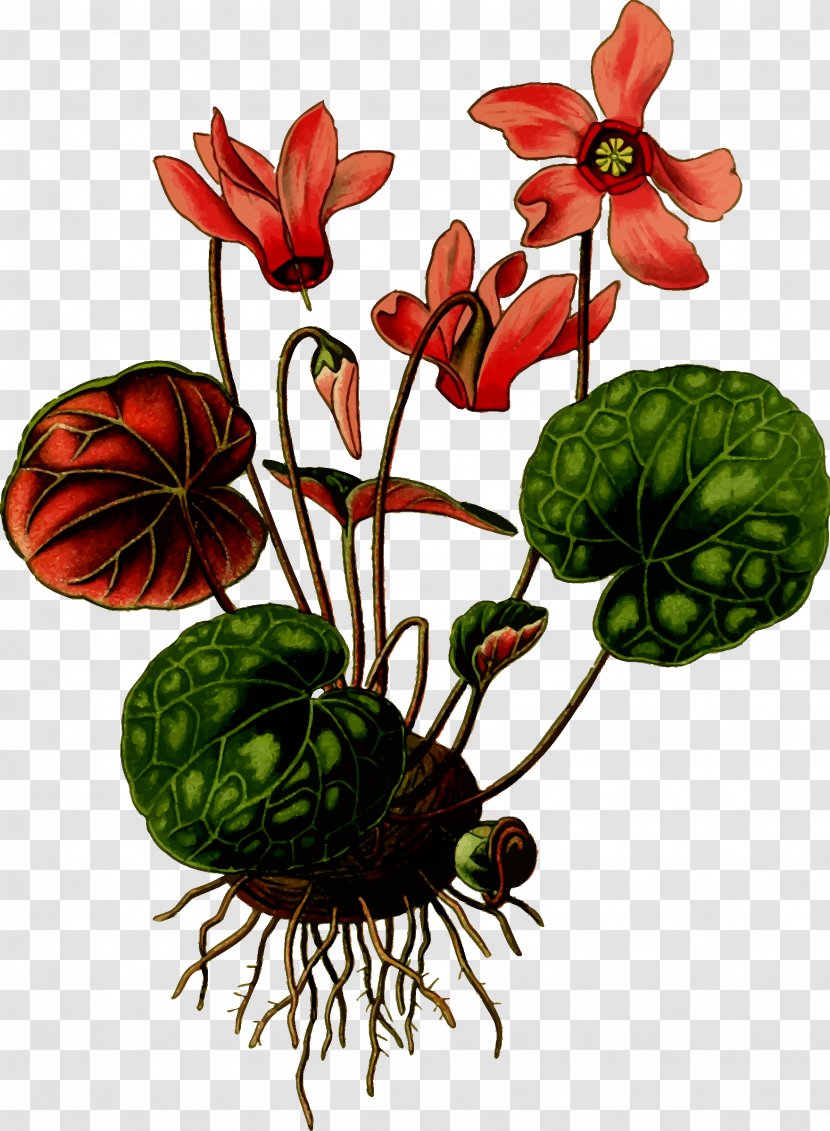 Art Forms In Nature Cyclamen Hederifolium Flower Coum - Plant Stem - Floral Transparent PNG