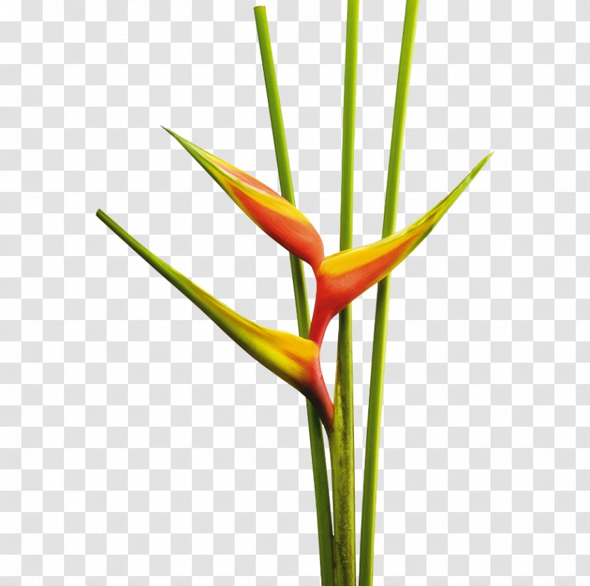 Heliconia Bihai Cut Flowers Tropics Rostrata - Flower Transparent PNG