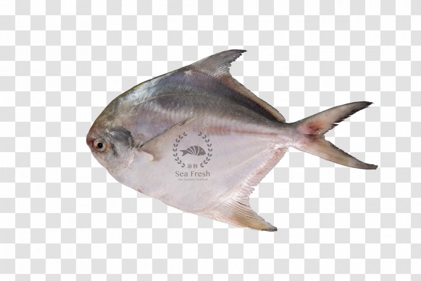 Ikan Bakar Black Pomfret Pampus Argenteus Fish Transparent PNG