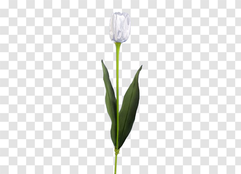 Tulip Delftware Flower Paper Transparent PNG