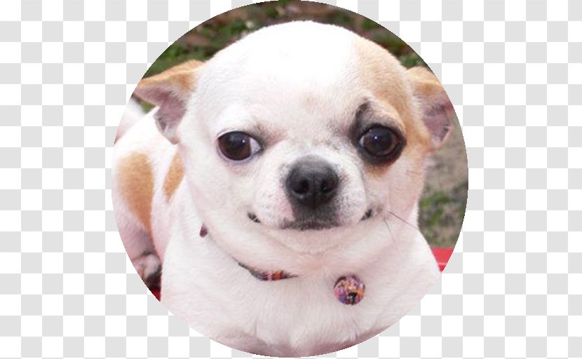 Chihuahua Puppy Shih Tzu Dog Breed Chow - Retriever Transparent PNG