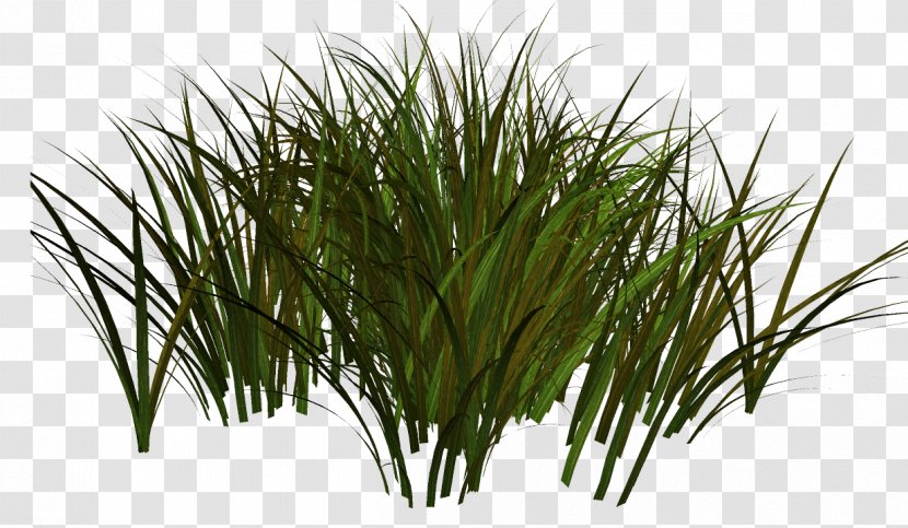 Adobe Photoshop Sweet Grass Herbaceous Plant Plants - Grasses Transparent PNG