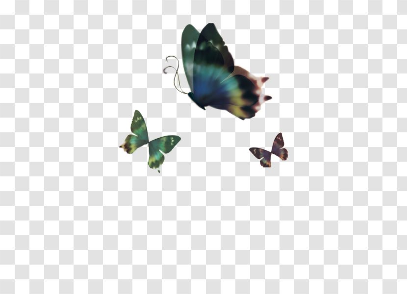 Butterfly Download - Resource - Beautiful Transparent PNG