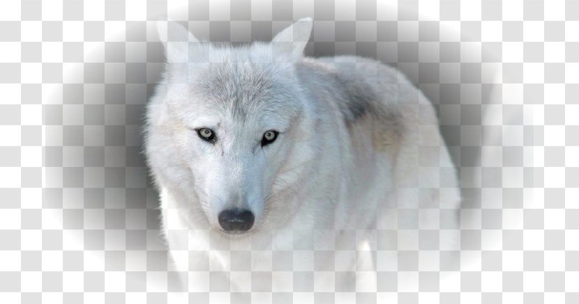 Siberian Husky Arctic Wolf African Wild Dog Alaskan Tundra - Mobile Phones - Fox Transparent PNG