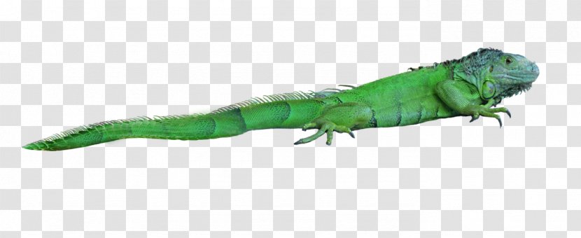 Lizard Reptile Chameleons Green Iguana - Free Stock Photos Transparent PNG