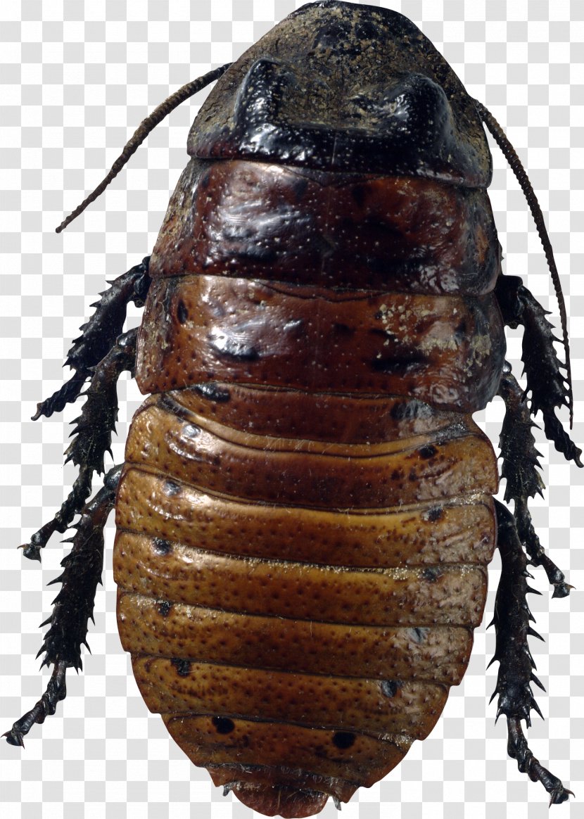 Cockroach Insect - Roach Transparent PNG