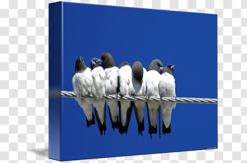 Barn Swallow Stock Photography Advertising Mother - Unity Day Holiday Transparent PNG