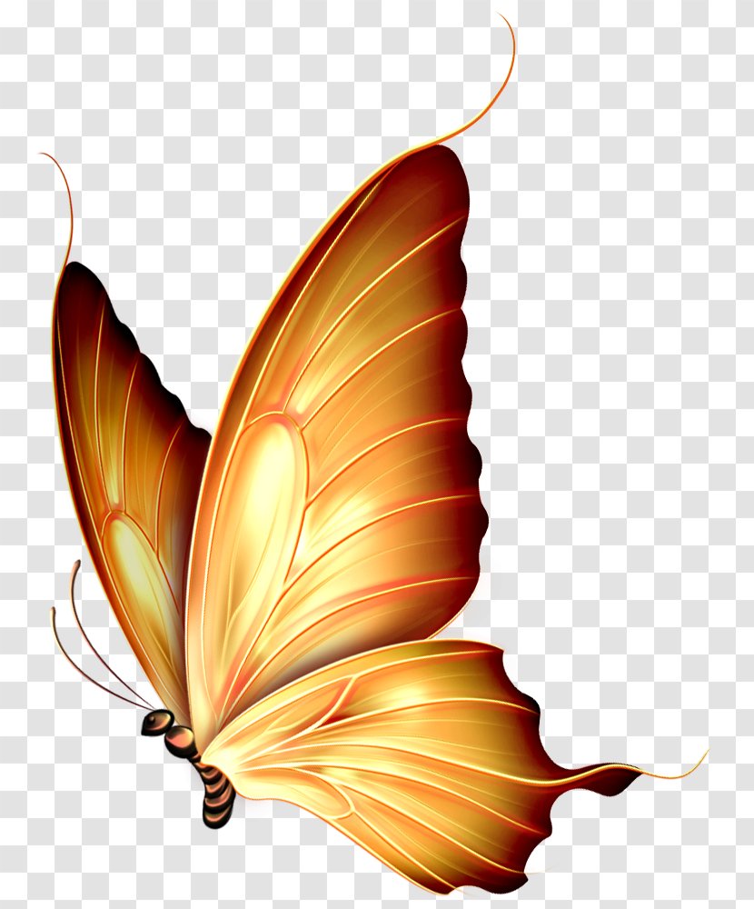 Butterfly Insect Clip Art - Plant - Red Background Transparent PNG