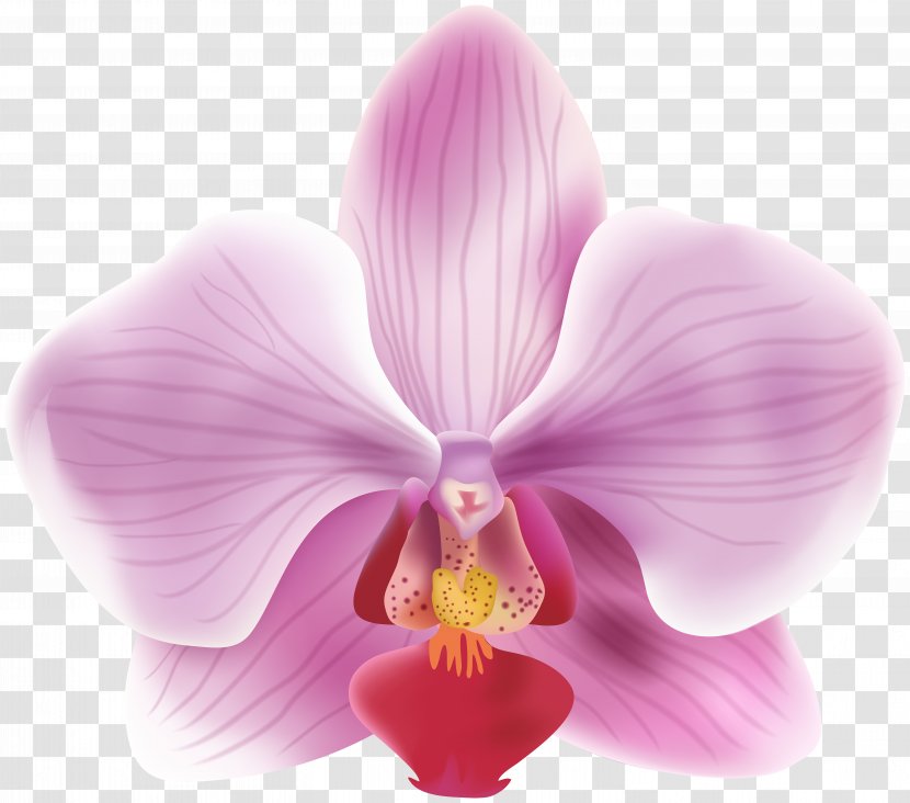 Christmas Clip Art - Flowering Plant - Orchide Transparent PNG