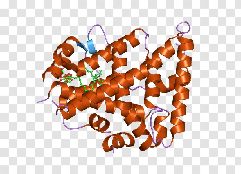 CAPNS1 Food Calpain Protein Clip Art - Human Liver Transparent PNG