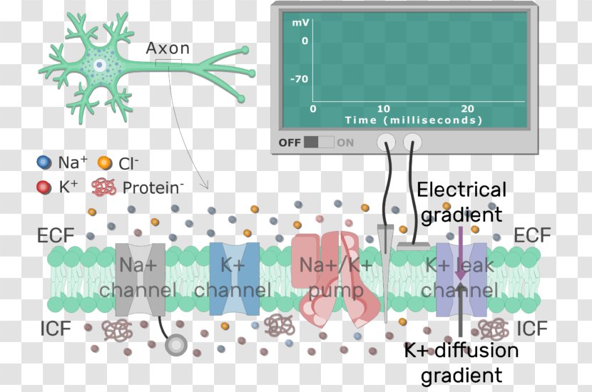 Resting Potential Cell Membrane Neuron Biological - Map - Junctions Between Neurons Transparent PNG
