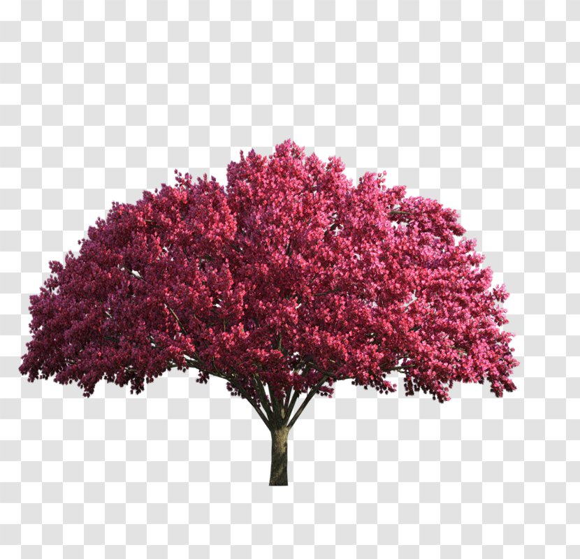 Tree - Image Processing - Binary Large Object Transparent PNG