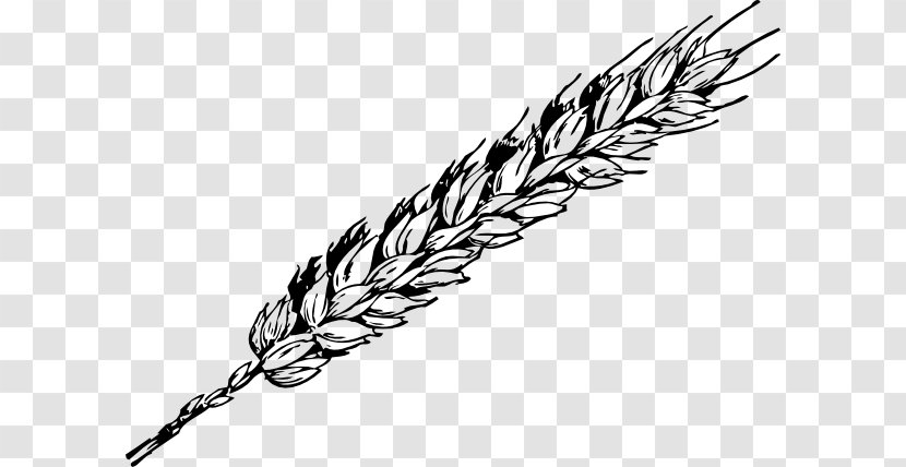 Wheat Grain Free Content Clip Art - Rice - Cliparts Transparent PNG