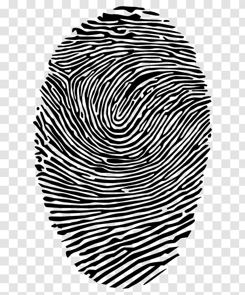 Fingerprint CMYK Color Model Dermatoglyphics Clip Art - Homo Sapiens Transparent PNG