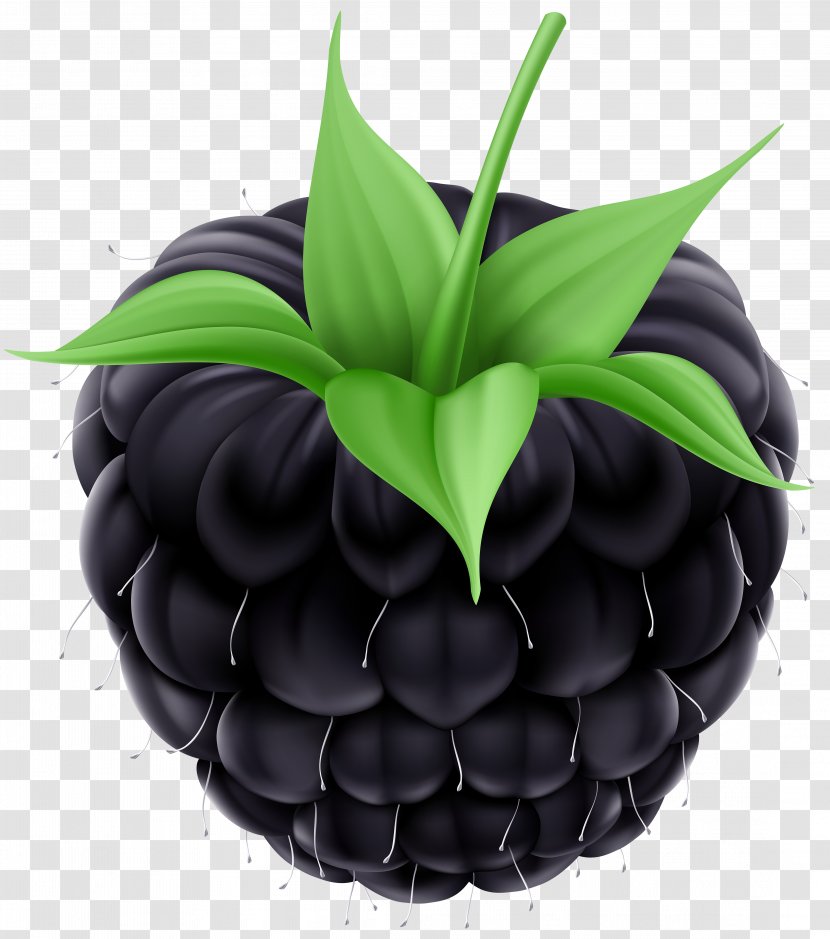 BlackBerry Fruit Clip Art - Blackberry Winter - Free Cliparts Transparent PNG