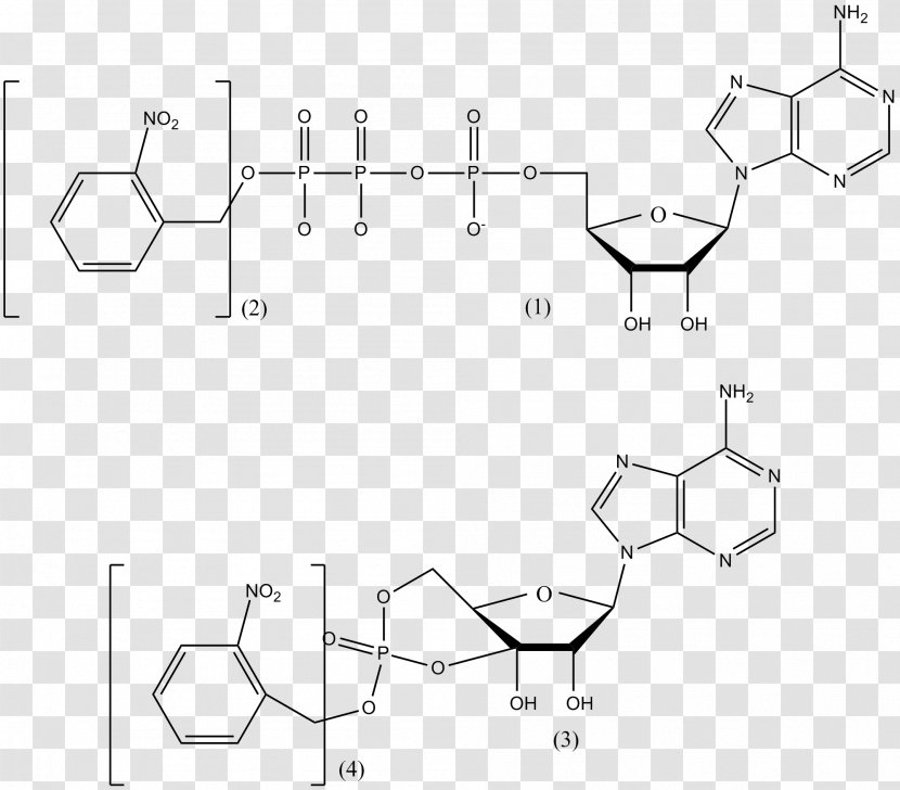 Nicotinamide Adenine Dinucleotide Phosphate Photostimulation Glutamic Acid Adenosine Triphosphate Cell - Cellular Respiration - Campsite Transparent PNG