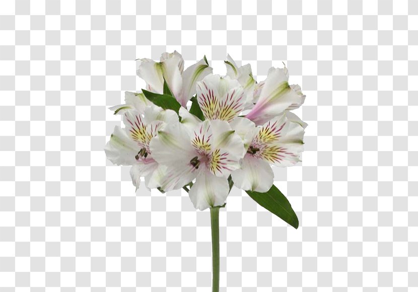 Lily Of The Incas Max Flowers Ivanovo Cut - Flower Transparent PNG