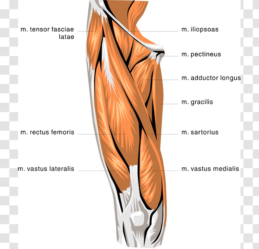 Rectus Femoris Muscle Quadriceps Biceps Knee - Flower - Free Anatomy Images Transparent PNG