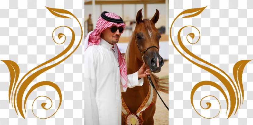 Arabian Horse Stallion Rein Stud Farm المحمدية تمور ممتازة - Bridle Transparent PNG