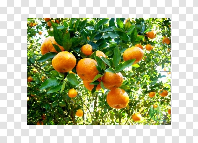 Mandarin Orange Bergamot Fruit Food Citrus × Deliciosa - Clementine - Health Transparent PNG