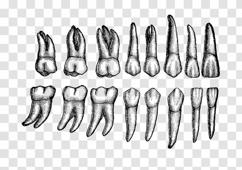 Human Tooth Dental Anatomy Permanent Teeth Transparent PNG