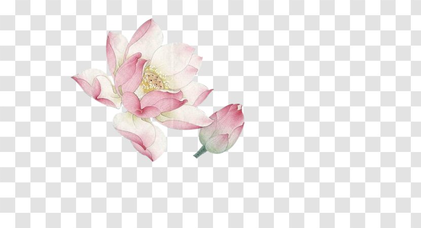Flower Nelumbo Nucifera Download - Floristry - Lotus Antiquity Transparent PNG