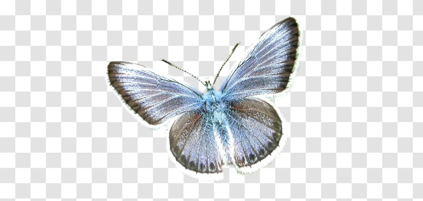 Butterflies And Moths Pelican Photography Yandex Search - Frame - Heart Transparent PNG