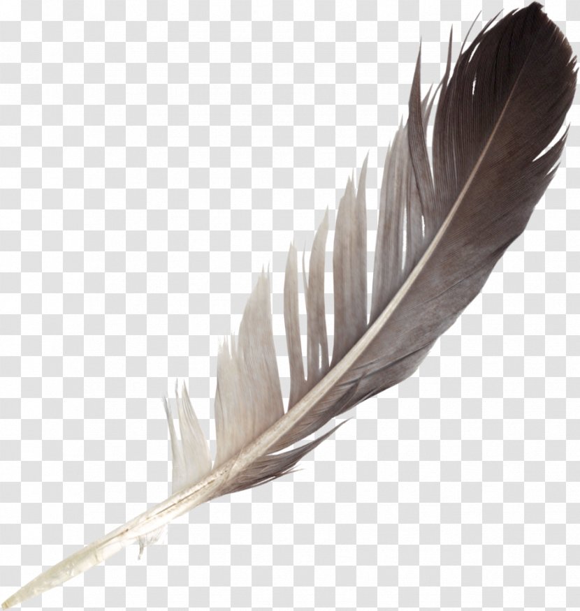 Feather Bird Clip Art Transparent PNG