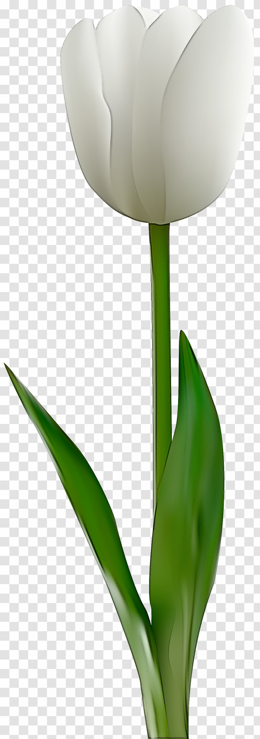 Flower Green Tulip Plant Leaf Transparent PNG