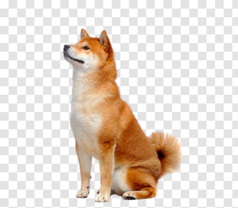 Look To The Front Of Shiba Inu - Shikoku - Spitz Transparent PNG