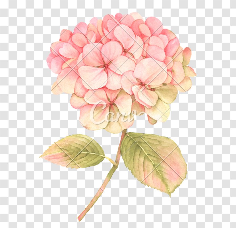 Flower Clip Art Floral Design Blossom Illustration Transparent PNG