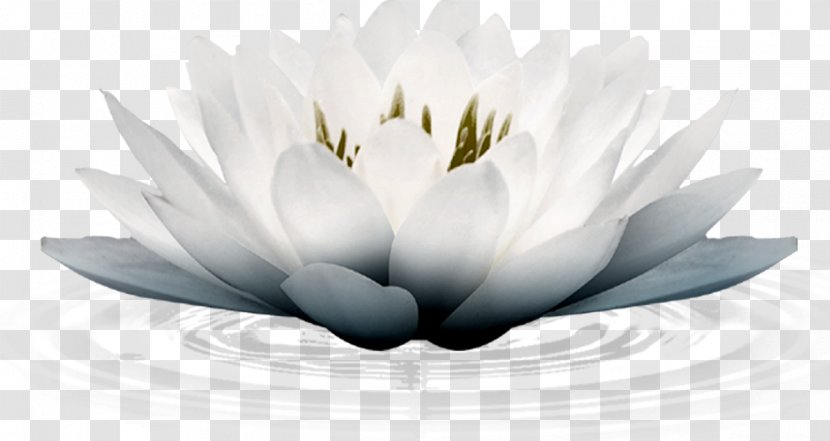 Nelumbo Nucifera 二胡培訓 Himavat - Mirror - Nymphaea Transparent PNG